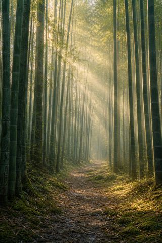 朝の光が差す竹林の小道